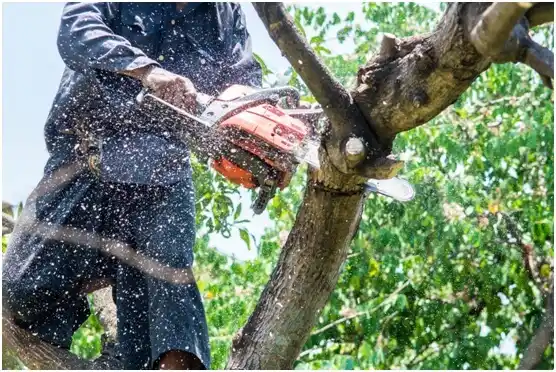 tree services Naguabo